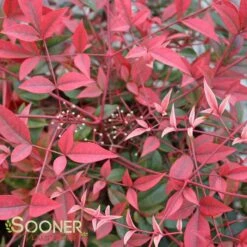 FLIRT™ NANDINA -Shrubs Central DETA 2539