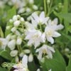 YUKI SNOWFLAKE® DEUTZIA 1 YUKI SNOWFLAKE® DEUTZIA -Shrubs Central DETA 2576