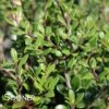PATTI O BOX® JAPANESE HOLLY 2 PATTI O BOX® JAPANESE HOLLY -Shrubs Central DETA 2582