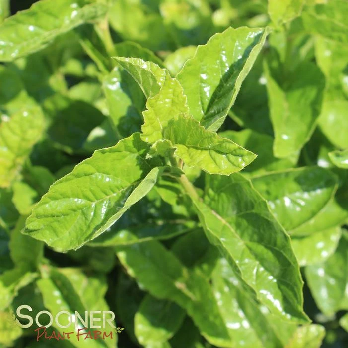 ALL THAT GLOWS® ARROWWOOD VIBURNUM 3 ALL THAT GLOWS® ARROWWOOD VIBURNUM