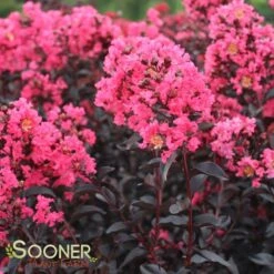 MIDNIGHT MAGIC™ CRAPEMYRTLE -Shrubs Central DETA 2671