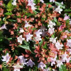 RASPBERRY PROFUSION™ ABELIA -Shrubs Central DETA 2716