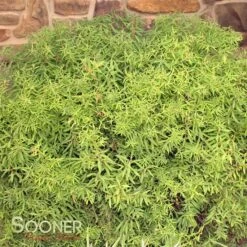 GOLD THREAD™ SPIRAEA -Shrubs Central DETA 2719