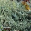 GREY GUARDIAN™ JUNIPER -Shrubs Central DETA 2723