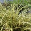 EVERORO SEDGE -Shrubs Central DETA 2758