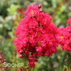 ENDURING SUMMER™ RED CRAPEMYRTLE 7 ENDURING SUMMER™ RED CRAPEMYRTLE -Shrubs Central DETA 2828