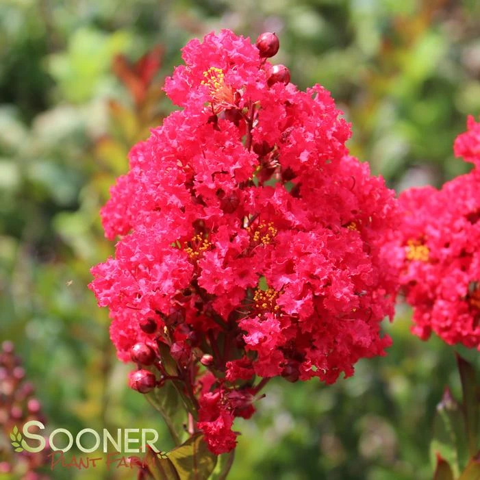 ENDURING SUMMER™ RED CRAPEMYRTLE 5 ENDURING SUMMER™ RED CRAPEMYRTLE - Image 3