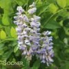 SUMMER CASCADE™ WISTERIA -Shrubs Central DETA 2840