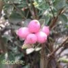 CANDY™ CORALBERRY -Shrubs Central DETA 2841