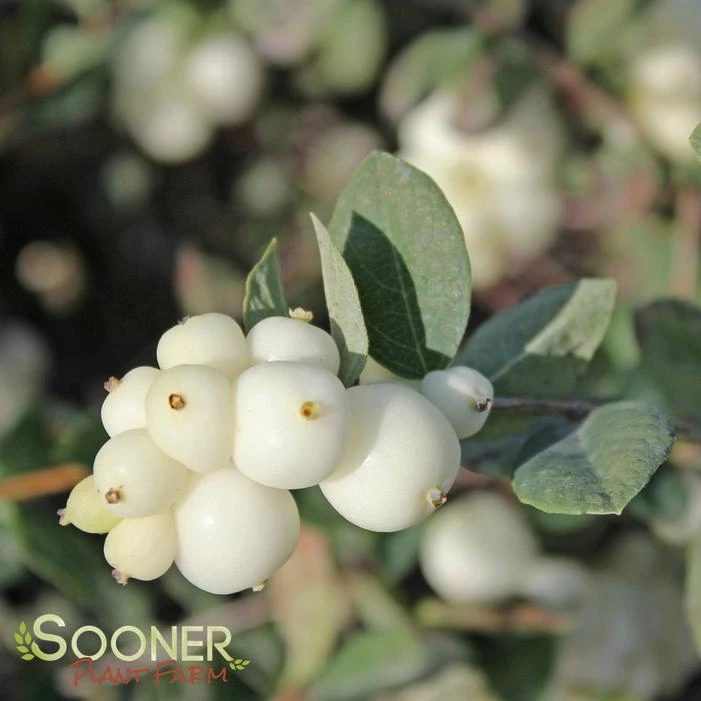 GALAXY™ CORALBERRY 4 GALAXY™ CORALBERRY - Image 2