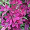 PICARDY™ CLEMATIS -Shrubs Central DETA 2857