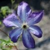 VITICELLA VENOSA VIOLACEA CLEMATIS -Shrubs Central DETA 2860