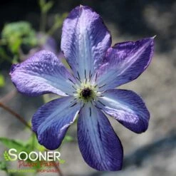 VITICELLA VENOSA VIOLACEA CLEMATIS