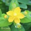WHITE ST. JOHN'S WORT