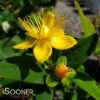PUMPKIN ST. JOHN'S WORT -Shrubs Central DETA 2889