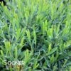 COBALT-N-GOLD™ ST. JOHN'S WORT -Shrubs Central DETA 2894