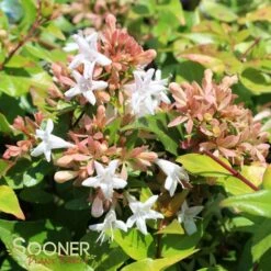 ETERNAL SUNSHINE™ ABELIA -Shrubs Central DETA 2895