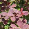 TOSCANA™ BARBERRY -Shrubs Central DETA 2899