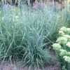 INDIAN STEEL INDIAN GRASS -Shrubs Central DETA 293