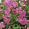 PINK MINK® CLEMATIS -Shrubs Central DETA 2956