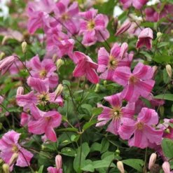 PINK MINK® CLEMATIS