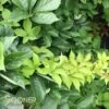 YELLOW WALL® VIRGINIA CREEPER -Shrubs Central DETA 2961