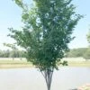 SUMMER'S TOWER™ REDBUD -Shrubs Central DETA 2980