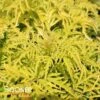 LEMONY LACE® ELDERBERRY -Shrubs Central DETA 2991