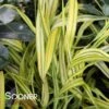 VARIEGATED JAPANESE FOREST GRASS -Shrubs Central DETA 3010
