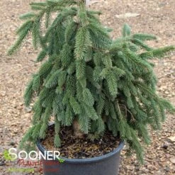 WEEPING NORWAY SPRUCE -Shrubs Central DETA 3067