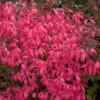 UNFORGETTABLE FIRE® DWARF BURNING BUSH -Shrubs Central DETA 3109