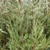 WOODWARD COLUMNAR JUNIPER -Shrubs Central DETA 3195