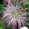 CHERRY SPARKLER FOUNTAIN GRASS -Shrubs Central DETA 3222