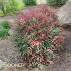 OBSESSION™ NANDINA -Shrubs Central DETA 3270