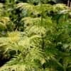 MORDEN GOLDEN GLOW ELDERBERRY -Shrubs Central DETA 3287