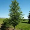 TUPELO TOWER™ BLACKGUM 1 TUPELO TOWER™ BLACKGUM -Shrubs Central DETA 3339