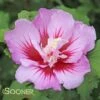 PURPLE PILLAR® ALTHEA -Shrubs Central DETA 3353