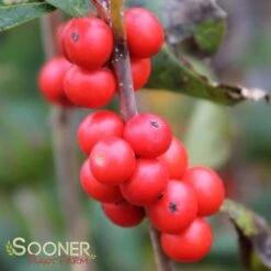 LITTLE GOBLIN® ORANGE WINTERBERRY HOLLY -Shrubs Central DETA 3356