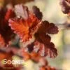 GINGER WINE® NINEBARK -Shrubs Central DETA 3361