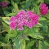 DOUBLE PLAY® PAINTED LADY® SPIRAEA -Shrubs Central DETA 3365