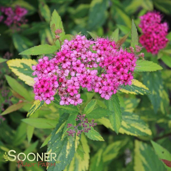 DOUBLE PLAY® PAINTED LADY® SPIRAEA 3 DOUBLE PLAY® PAINTED LADY® SPIRAEA