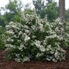 WEDDING CAKE® SPIRAEA -Shrubs Central DETA 3366