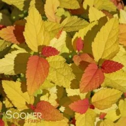 DOUBLE PLAY® CANDY CORN® SPIRAEA 8 DOUBLE PLAY® CANDY CORN® SPIRAEA -Shrubs Central DETA 3367