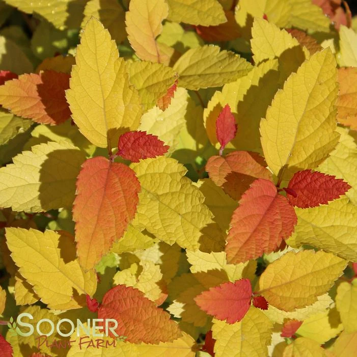 DOUBLE PLAY® CANDY CORN® SPIRAEA 5 DOUBLE PLAY® CANDY CORN® SPIRAEA - Image 3