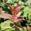 KODIAK® RED BUSH HONEYSUCKLE -Shrubs Central DETA 3370