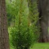 SUGAR AND SPICE ARBORVITAE -Shrubs Central DETA 3374