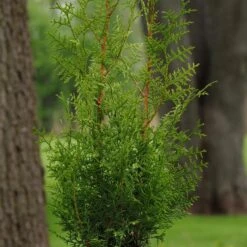 SUGAR AND SPICE ARBORVITAE