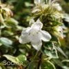 RADIANCE ABELIA -Shrubs Central DETA 3380