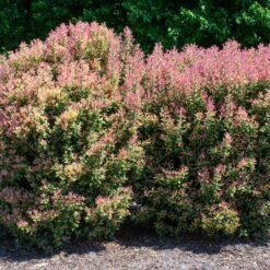 PARTY LIGHTS™ OSMANTHUS -Shrubs Central DETA 3394