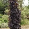 BLACK TOWER ELDERBERRY -Shrubs Central DETA 3396